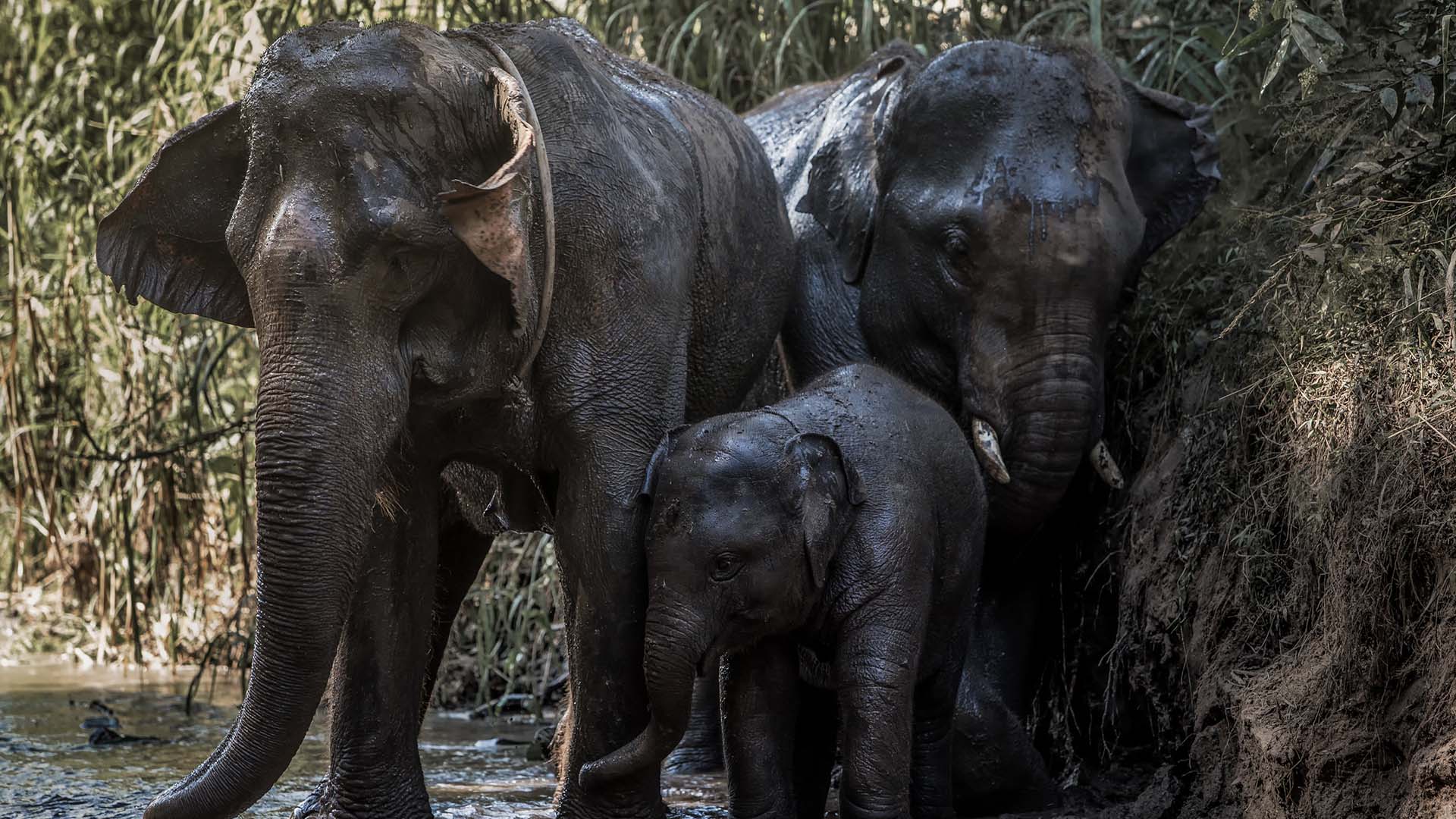 Elephant Caring & Mahout Training